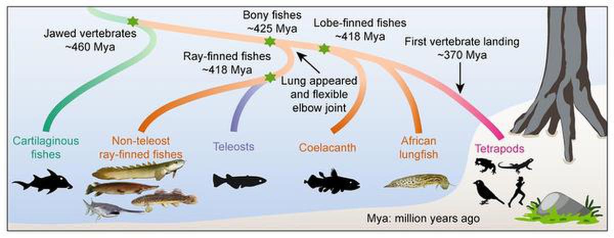 The research suggests that our early bony fish ancestors had primitive functional lungs. Credit: https://www.science.ku.dk/
