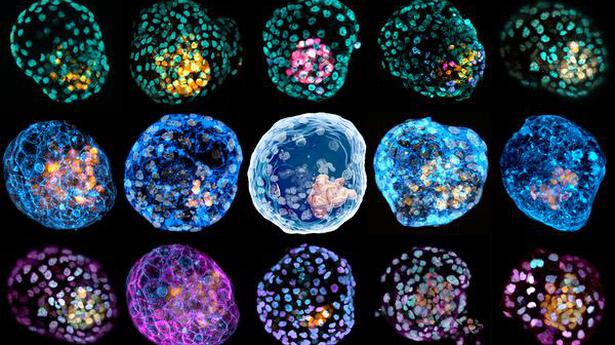 Pre-embryos made in lab could spur research, ethics debates