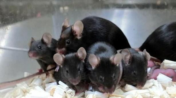 Mouse Sperm Stored On International Space Station Produces Healthy