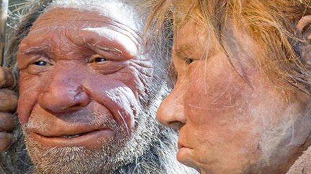 Mini Neanderthal brains grown in U.S. lab - The Hindu