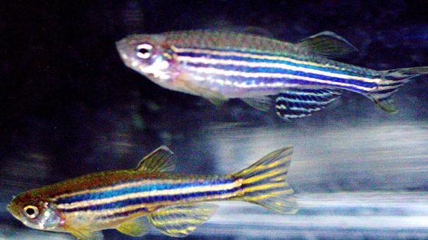 NCBS: Zebrafish study reveals how the brain makes its connections