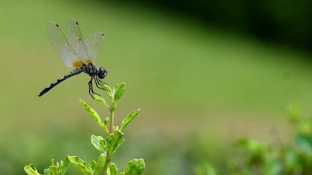 Question Corner | How far can globe skimmer dragonflies fly?
