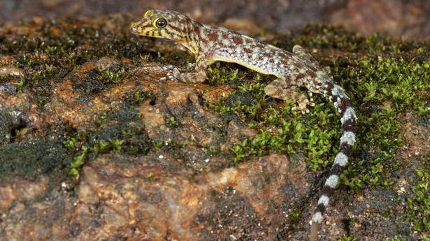 Newly discovered species of gecko named after Jackie Chan