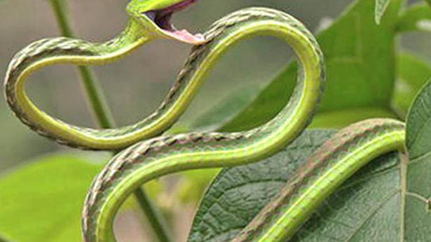 Researchers find new multi drug-resistant bacteria in scat of vine snake