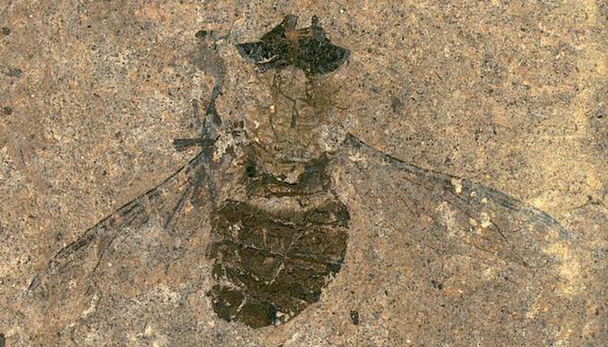 Fossil fly, Hirmoneura messelense from the Messel Pit. Credit: Senckenberg