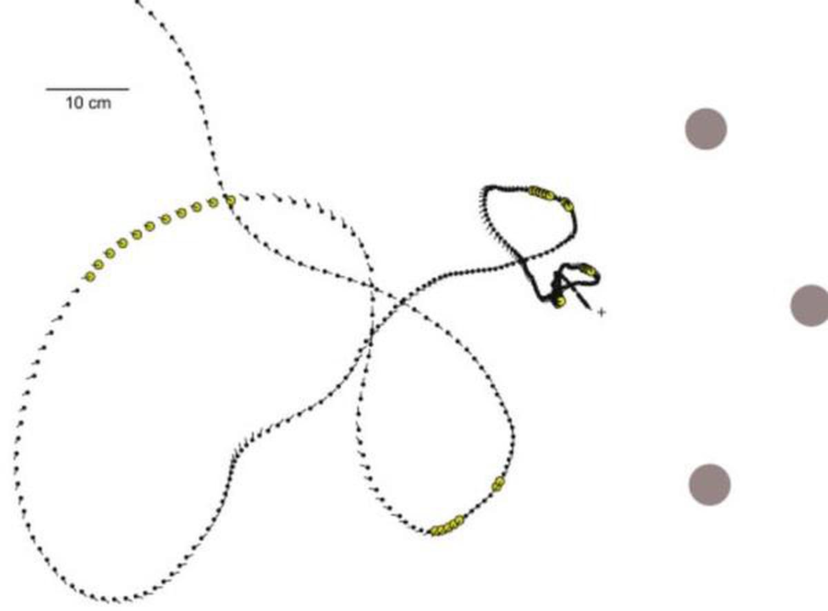 Trajectory showing bee’s position and body orientation in every 20-ms frame of the recorded flight. Gray disks represent cylinders that help bees locate the 5-cm-diameter flower