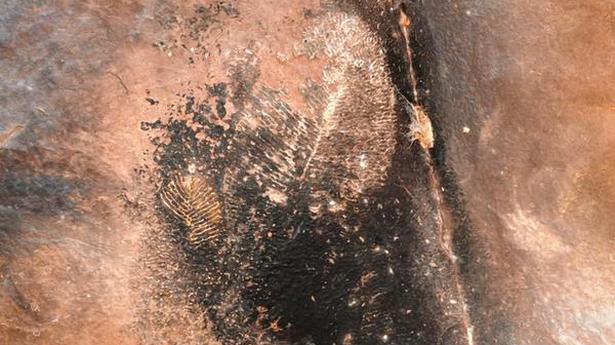 Fossils of ‘Dickinsonia’ found at Bhimbetka