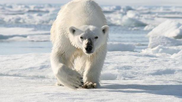 Watch | Polar bears could go extinct by 2100 - The Hindu