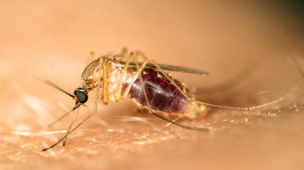 Best from science journals: When mosquitoes were given malaria