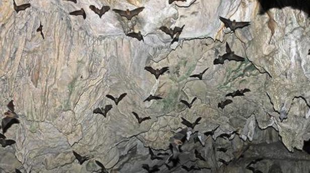 The social life of a vampire bat