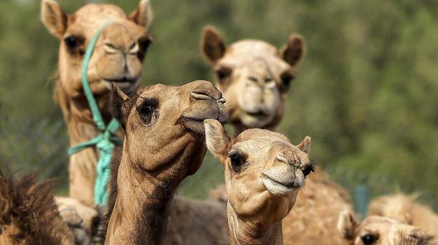 Clone your camel: beauty pageants, races spur high demand
