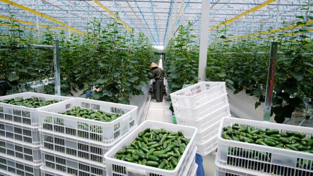 Modern farming: Coronavirus outbreak spurs high-tech greenhouse boom in China