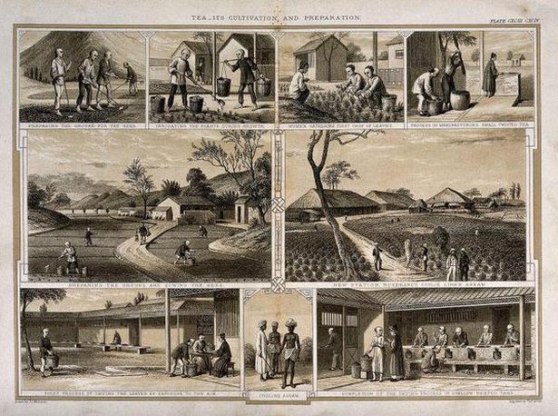 An 1850s engraving on the production of tea in Assam