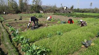 Almost every family in Wanigund is engaged in vegetable cultivation and dependent on the income from farming.