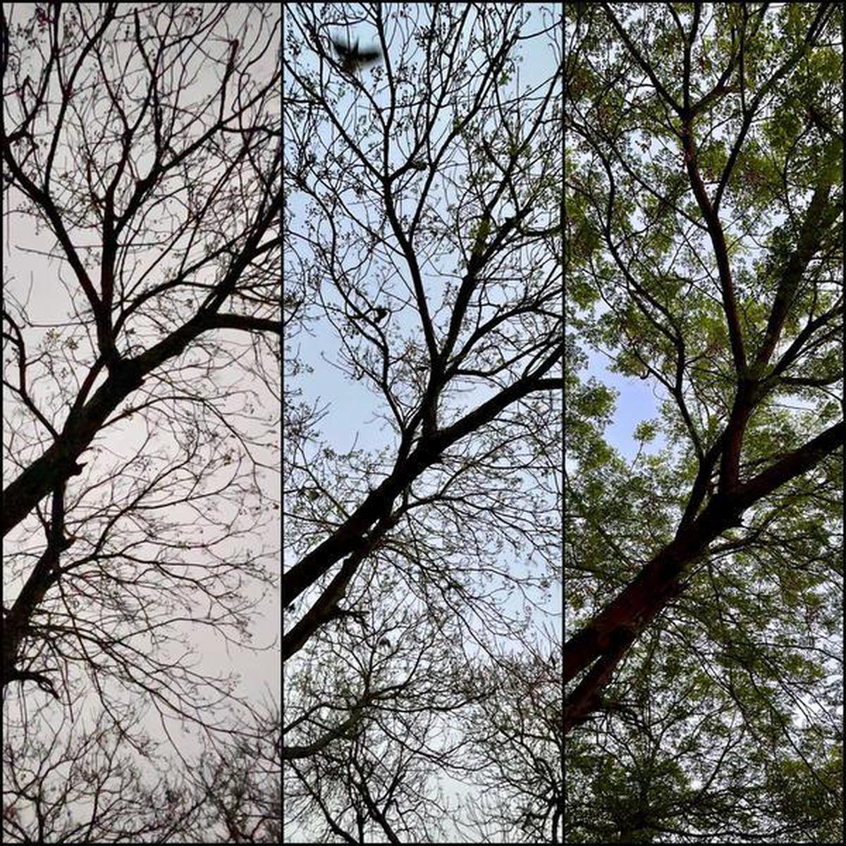 Dinesh Khanna photographed this tree from a same angle, in three different seasons