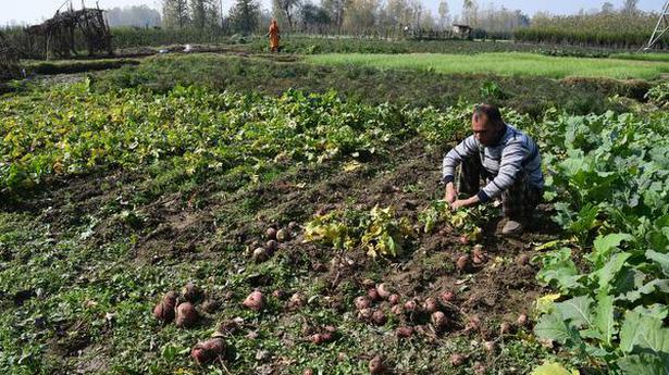 Watch | Kashmir's vegetable village