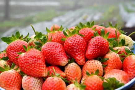 This Former Techie S Organic Strawberry Farm Is Blazing A Trail In The Nilgiris The Hindu