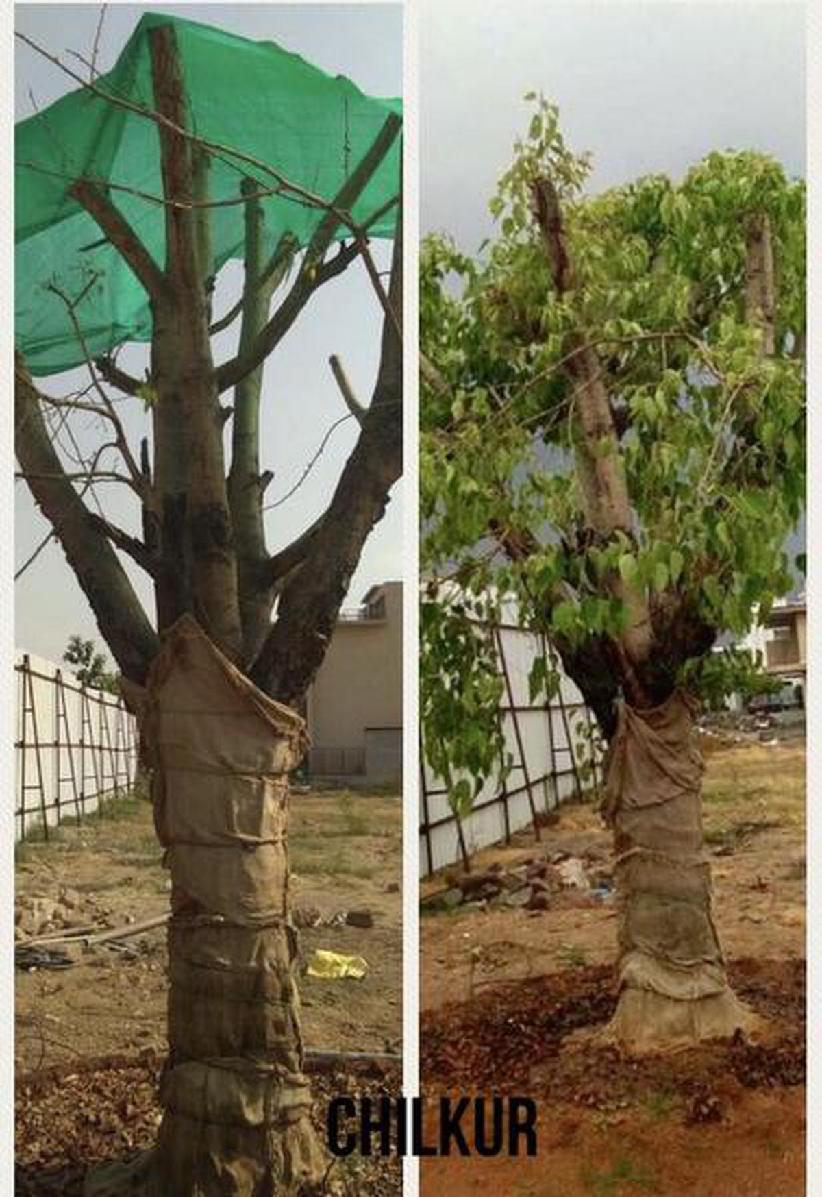 Neue Häuser, die Wurzeln schlagen: Die in Hyderabad ansässige VATA Foundation bewegt Bäume, um Grünflächen zu sparen