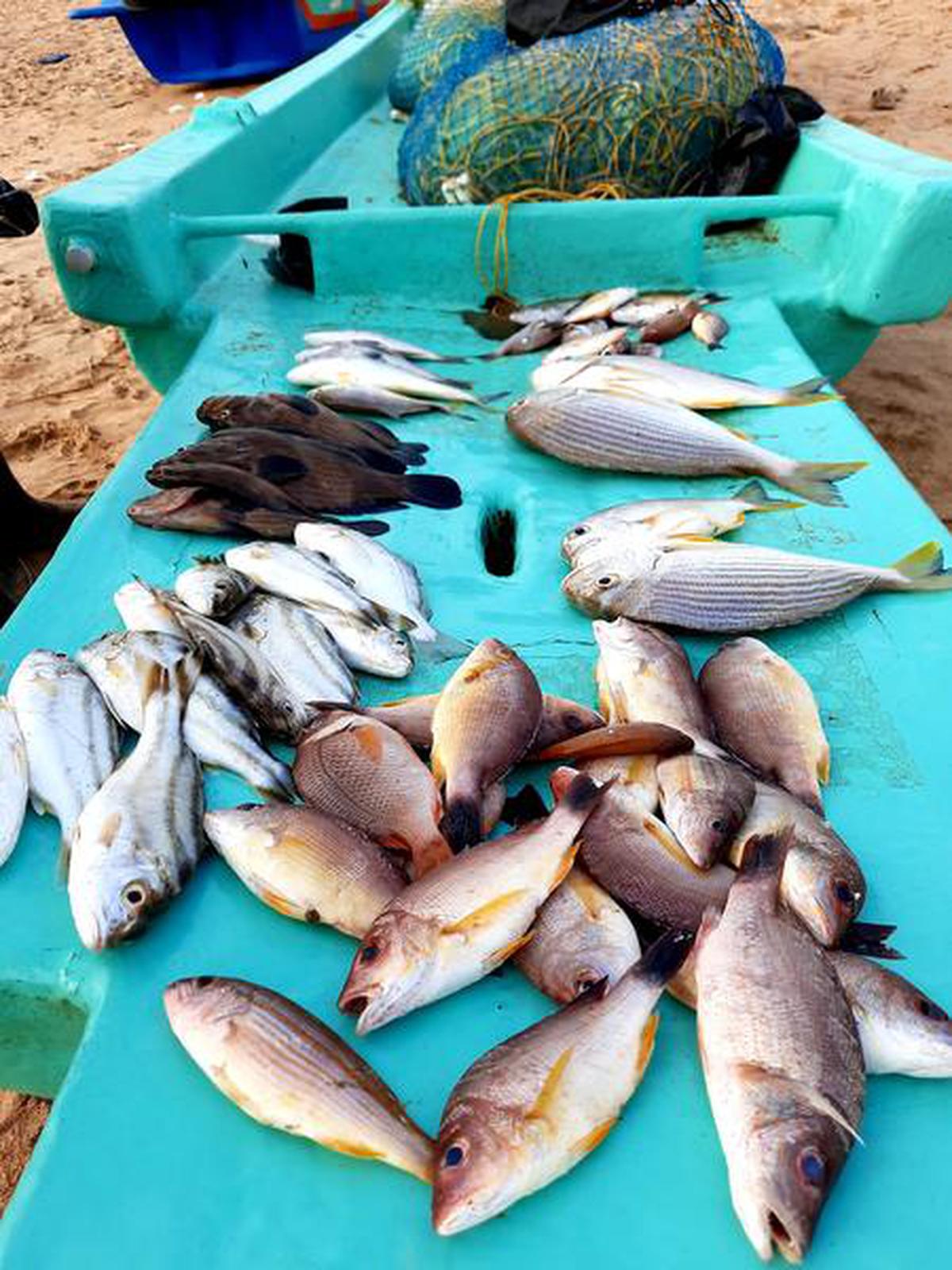 Kovalam fishermen now home deliver fresh, seasonal fish