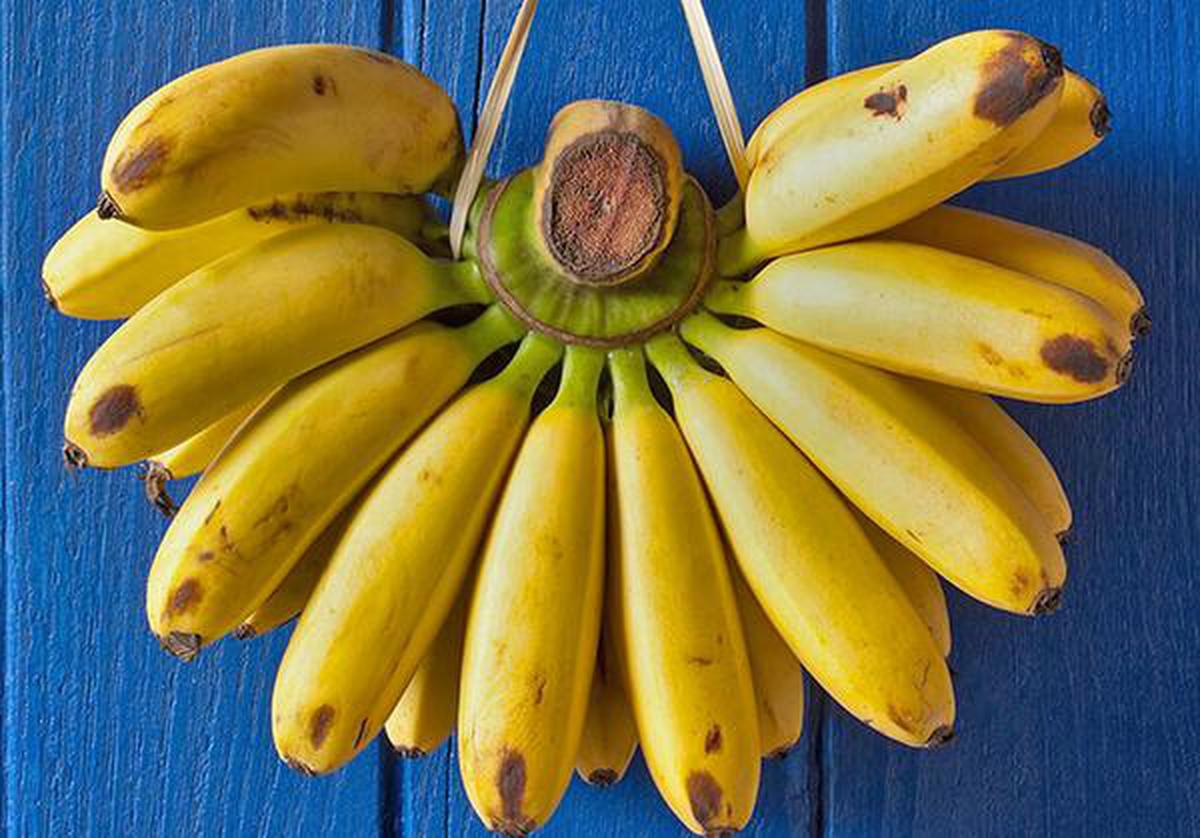 A not-so-sweet battle: Mango vs banana